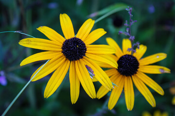 Bright rudbeckia flowers with dark centers on a green background