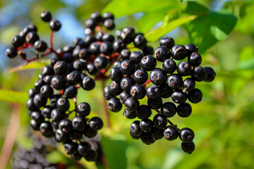 Ripe black elderberries on a green background