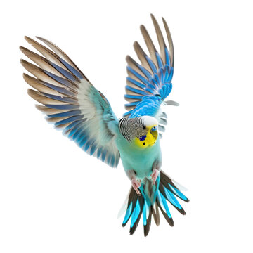 A blue and green parakeet in flight with its wings spread wide.