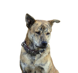 Brindle dog with spiked collar, alert expression, sitting on transparency background, warm lighting, calm mood