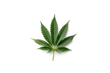 Single cannabis leaf, vibrant green, isolated on white