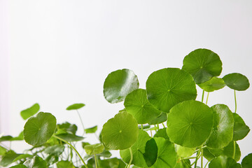 Bright macro shot of green Centella leaves. Minimal, fresh, and clean botanical photography for natural product communication.