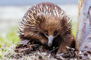Echidna in Guerilla Bay in Australia