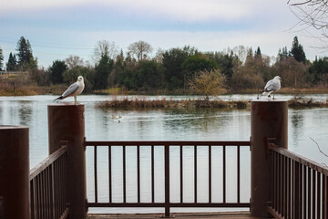 Seagulls resting on metal posts by the lake with calm water