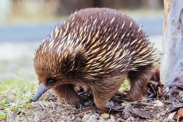 Echidna in Guerilla Bay in Australia