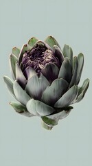 artichoke on a white background
