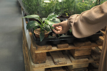 Choosing a potted plant at a local garden center