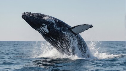 Naklejka premium Humpback whale leaping out of the ocean