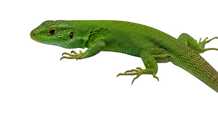 Fototapeta premium Green lizard on a greenscreen background, profile view.