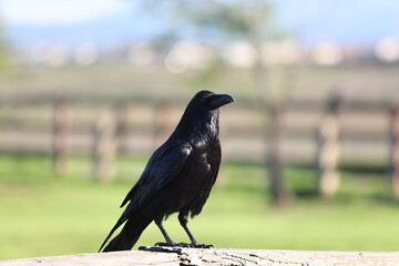 raven alert