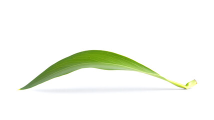 Fototapeta premium Single Olive Leaf With Subtle Curve Isolated On Clean White Background, Featuring Minimalist Design And Natural Elegance, Perfect For Botanical Concepts.