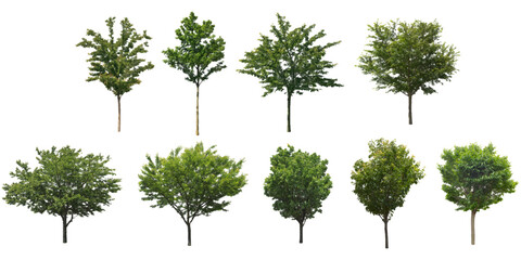 front View Vector Icons of Trees and Plants for Floor Plan and Architectural Design Projects