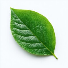Obraz premium Close-up photo of a vibrant green leaf against a clean white backdrop, angled for optimal view