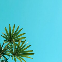 Close-up of tropical fan-like leaves with a bright teal background