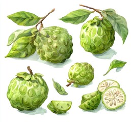 Obraz premium Watercolor illustration of several whole and sliced cherimoya fruits with leaves and branches