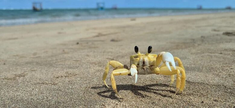 Yellow crab on the Patacho beach