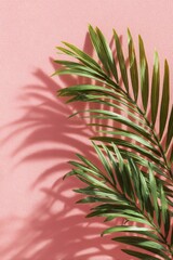 Overhead view of a lush green palm frond casting a bold shadow on a textured pink surface