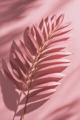 Pink palm frond with shadows on a pink surface, top-down view