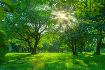 緑の森　太陽光