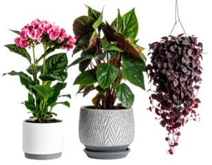 Three potted plants, various types and colors
