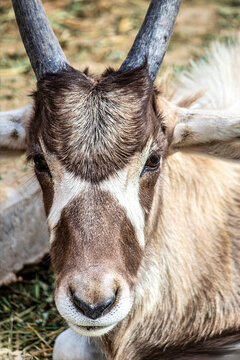 Addax Antelope