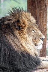 African Lion
