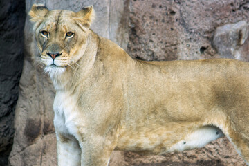 African Lion