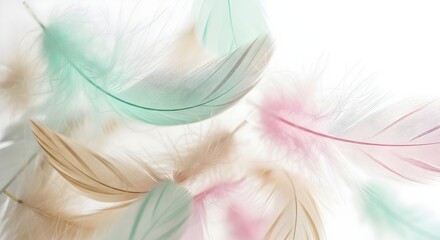 Soft pastel feathers on white background, Delicate colorful bird feathers macro, Light and airy abstract feather composition