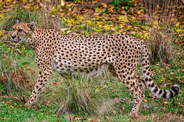 Cheetah,