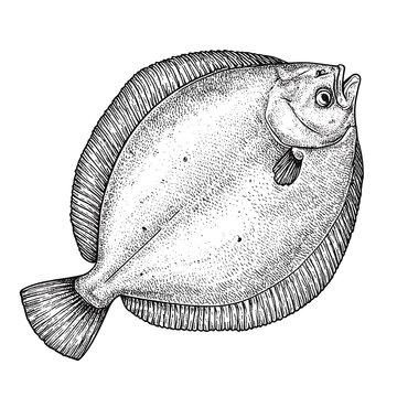Dot drawing of flatfish