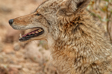 Coyote