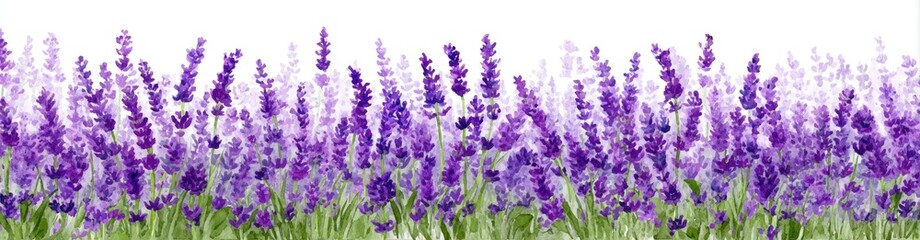 Obraz premium A horizontal image of numerous vibrant purple lavender flowers