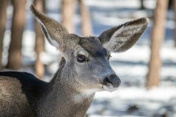 Mule Deer