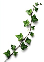 A vine with multiple, variegated leaves and a thin stem against a stark white backdrop