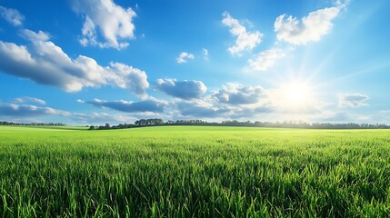 Obraz premium Sunlit Green Field Under Blue Sky with White Clouds A Serene Landscape View