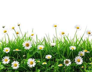 A field of daisies and grass