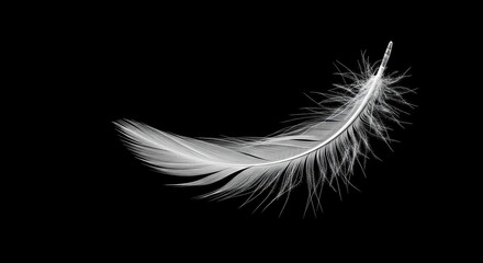 Delicate white feather floats gracefully in stark contrast against a deep dark backdrop.