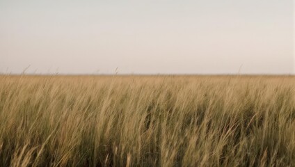 Obraz premium Golden field of tall grasses under a pale sky