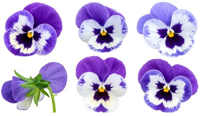 Pansies on white