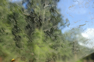Abstract texture background of dirty car window glass. grimy surface covered with green pollen stain from neglect creates messy, filthy layer on windshield