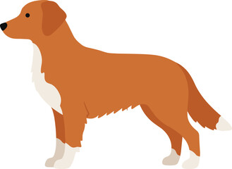 Flat Simple Nova Scotia Duck Tolling Retriever Breed Illustration