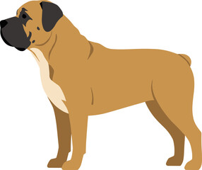 Flat Style Detailed Bullmastiff Dog Breed Standing Profile Illustration