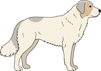 Simple Lineart Maremma Sheepdog Side View Domestic Animal Illustration