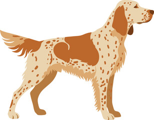 Flat Graphic English Setter Breed Dog Animal Illustration