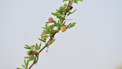 Vachellia nilotica flowers. Its other names gum arabic tree, babul, thorn mimosa, Egyptian acacia and thorny acacia. This is a tree in the family Fabaceae. Yellow Wildflower. 