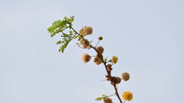 Vachellia nilotica flowers. Its other names gum arabic tree,&nbsp;babul, thorn mimosa, Egyptian acacia and thorny acacia. This is a tree in the family&nbsp;Fabaceae. Yellow Wildflower. 
