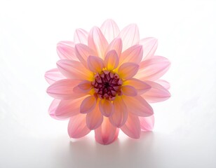 Close Up of a Delicate Pink Dahlia Flower.