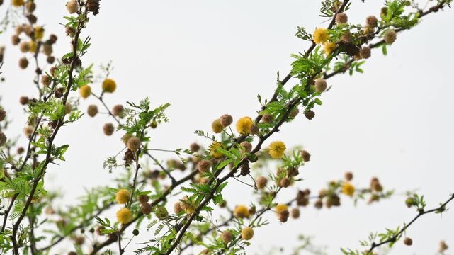 Vachellia nilotica flowers. Its other names gum arabic tree,&nbsp;babul, thorn mimosa, Egyptian acacia and thorny acacia. This is a tree in the family&nbsp;Fabaceae. Yellow Wildflower. 