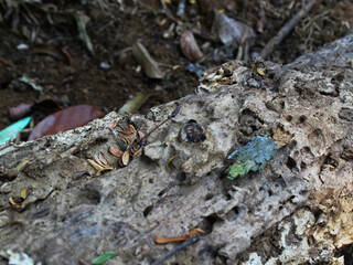 Close up of a rotting log on the ground.