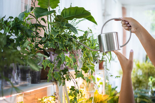 Unrecognizable woman gardener florist growing care use watering can at home indoor garden closeup